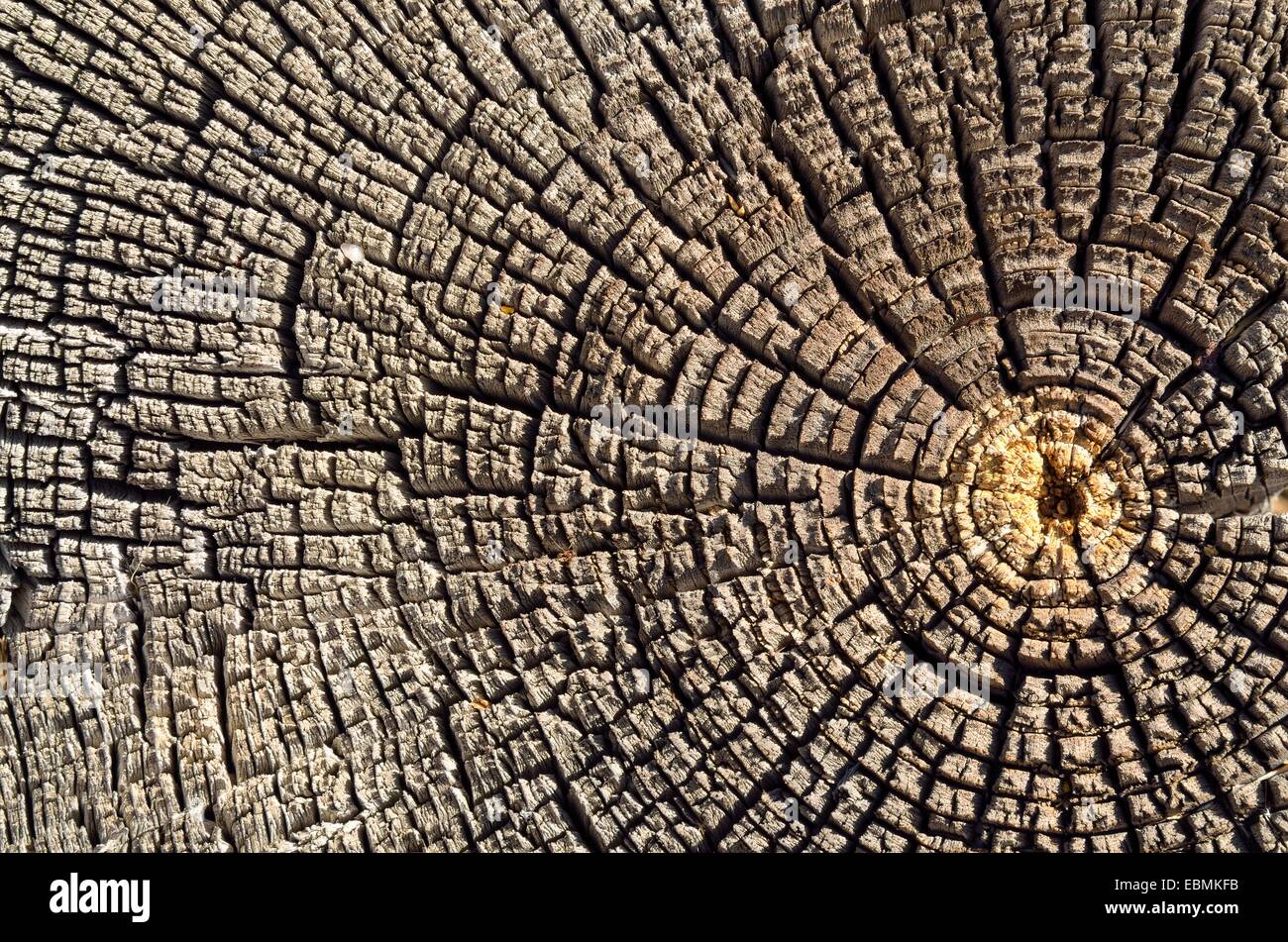 Alterò in legno di pino, sezione, Carizzo, Arizona, Stati Uniti Foto Stock