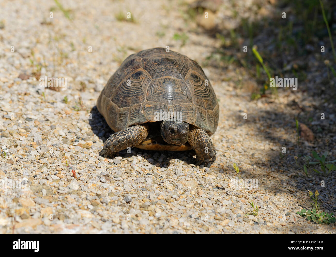 Sperone-thighed Tortoise o tartaruga greca (Testudo graeca), Datça, della Penisola di Datça, Muğla Provincia, Egeo, Turchia Foto Stock