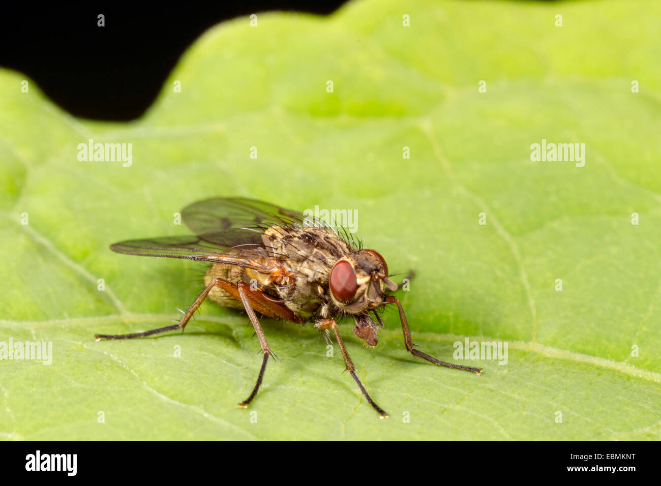 Muscid fly (Helina sp.), arroccato su una foglia, Bridgend, Wales, Regno Unito Foto Stock