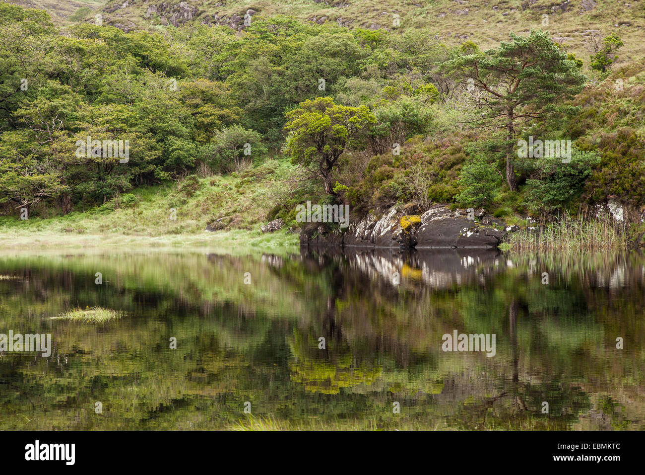 Lago Superiore, parco nazionale di Killarney, Killarney, County Kerry, Irlanda Foto Stock
