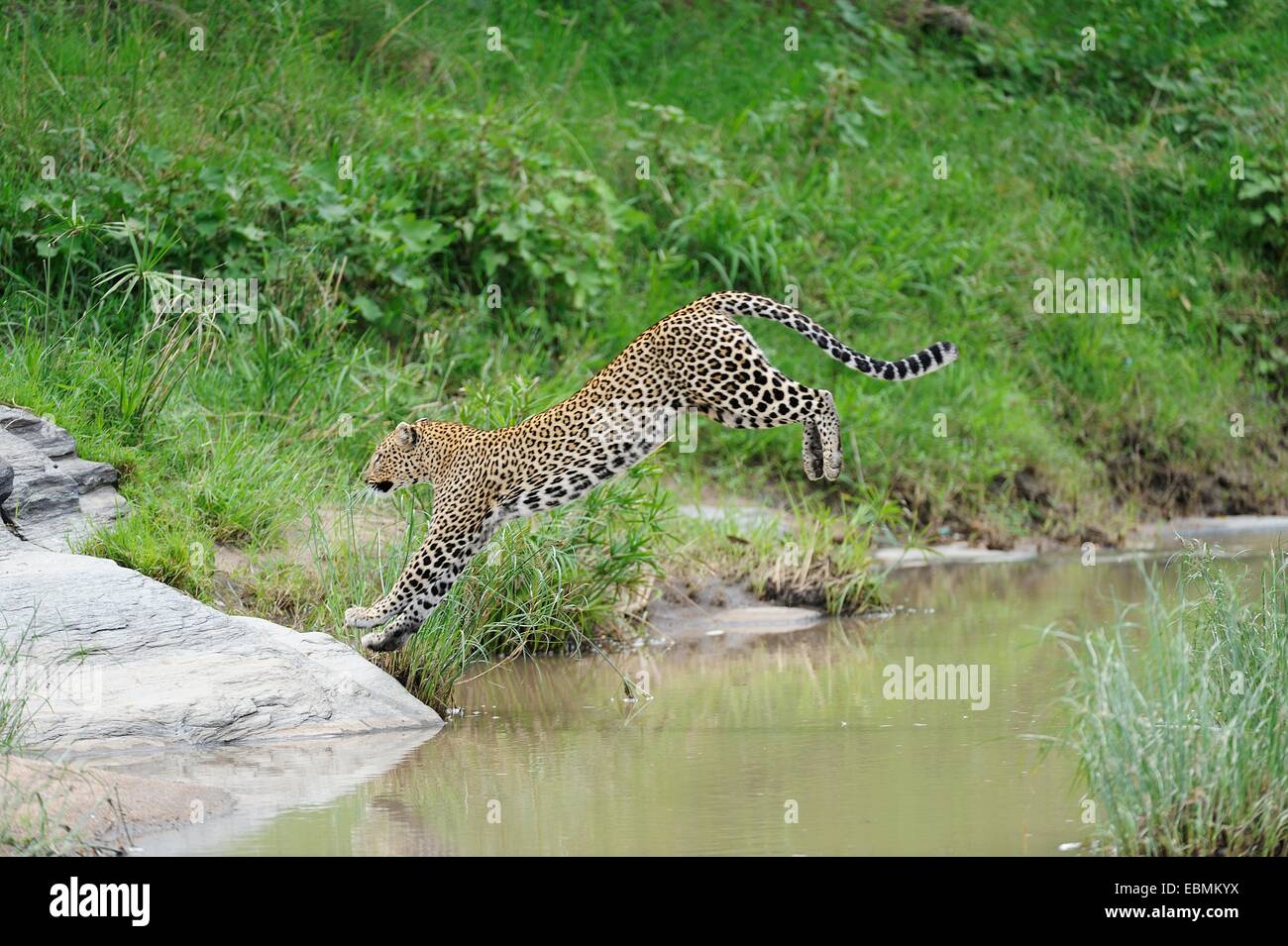 Leopard (Panthera pardus) salta sopra il fiume Talek, Massai Mara, Serengeti, Rift Valley provincia, Kenya Foto Stock