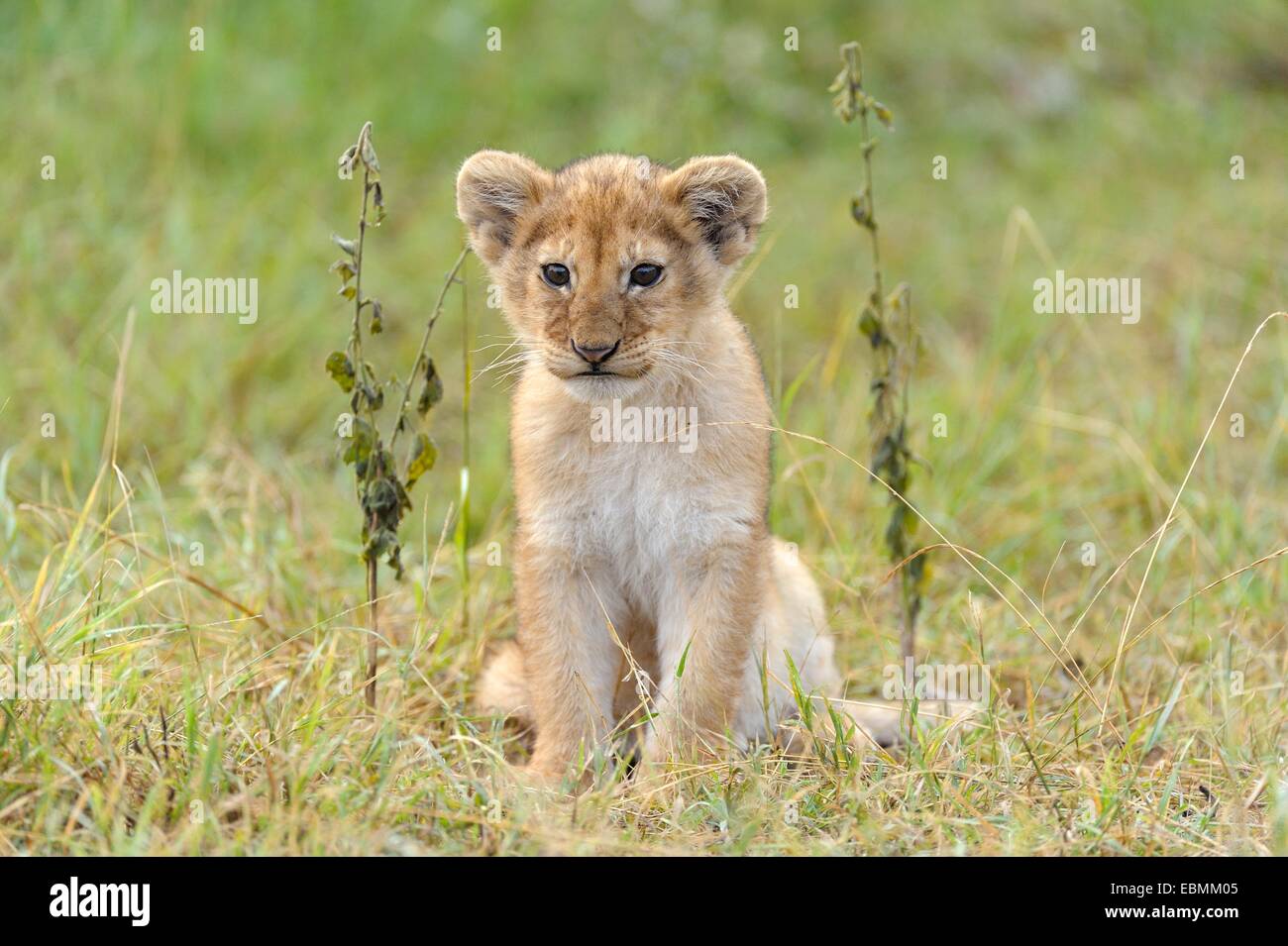 Lion (Panthera leo) cub Massai Mara, Serengeti, Rift Valley provincia, Kenya Foto Stock
