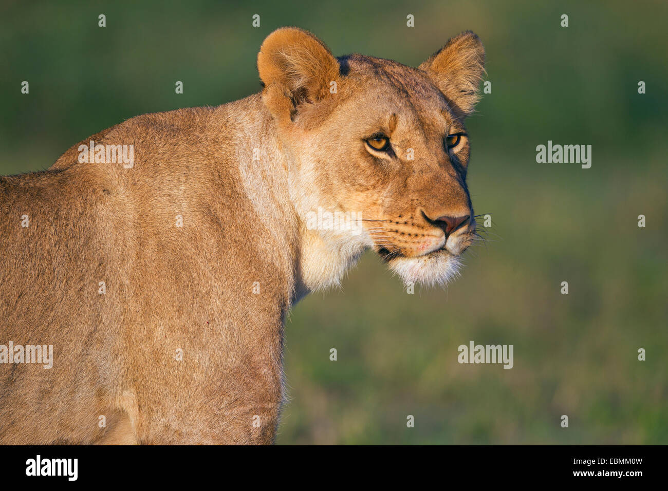 Leonessa (Panthera leo), ritratto, Massai Mara, Serengeti, Rift Valley provincia, Kenya Foto Stock