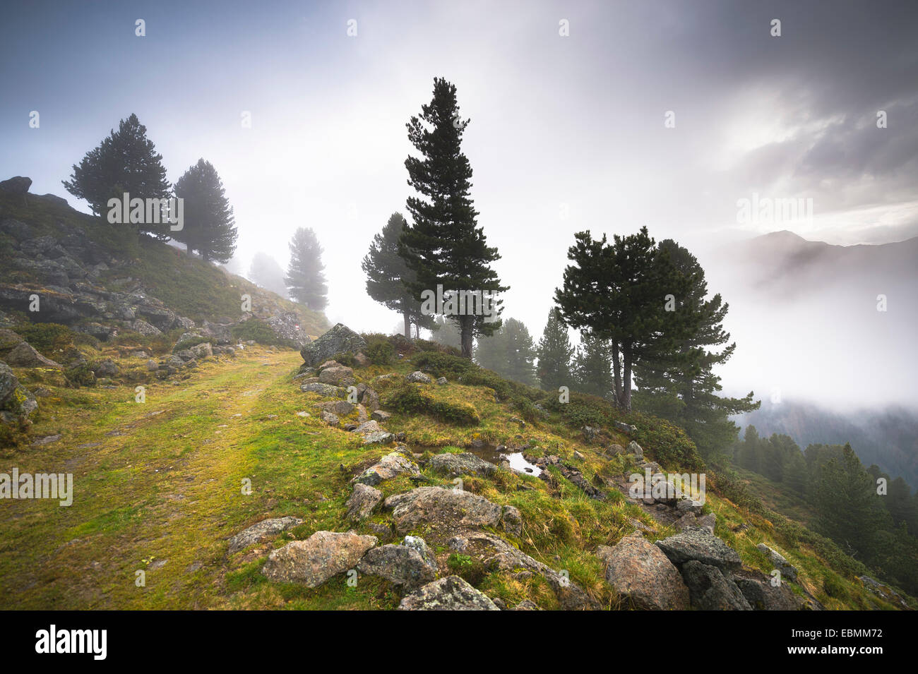 Incolto sentiero alpino in alpeggio, Juifenalm, nel retro pini (Pinus cembra), foreste di montagna nella nebbia, Sellraintal Foto Stock
