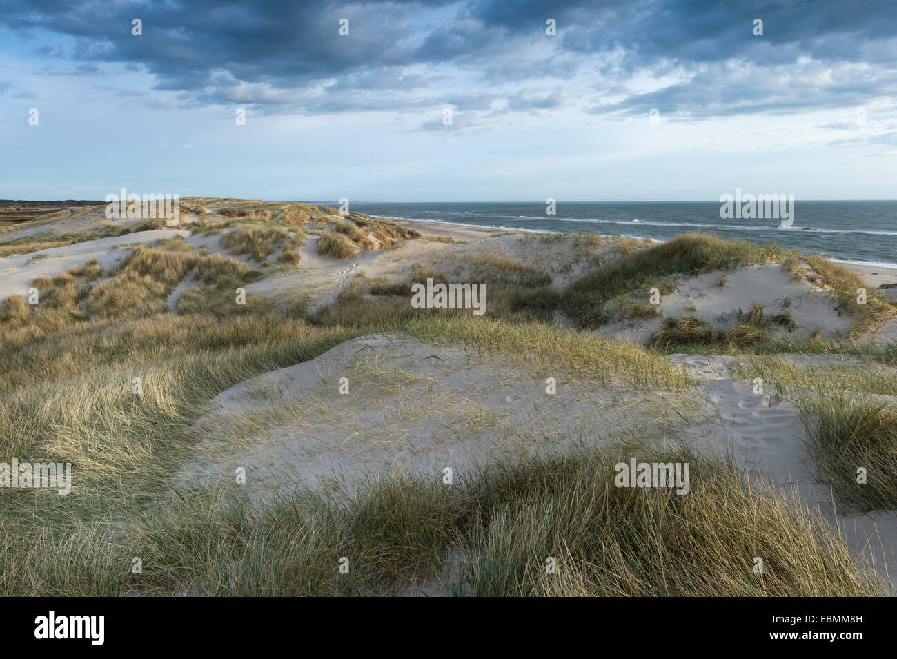 Dune lungo il mare del Nord, Ringköbing fiordo, Nymindegab, nello Jutland, Danimarca Foto Stock