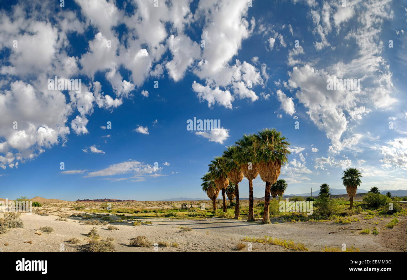 Alberi di Palma con cielo nuvoloso sulla North Shore Road, Stewarts punto, la Valle del Fuoco, Nevada, Stati Uniti Foto Stock