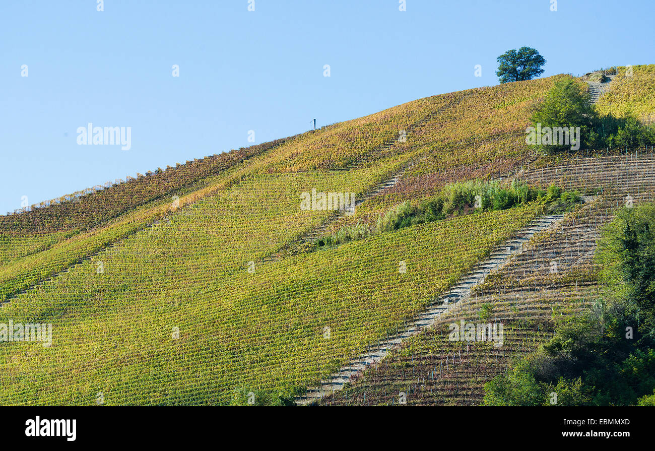 L'Italia,panorama di vigneti del Piemonte: Langhe-Roero e Monferrato nella Lista del Patrimonio Mondiale UNESCO Foto Stock