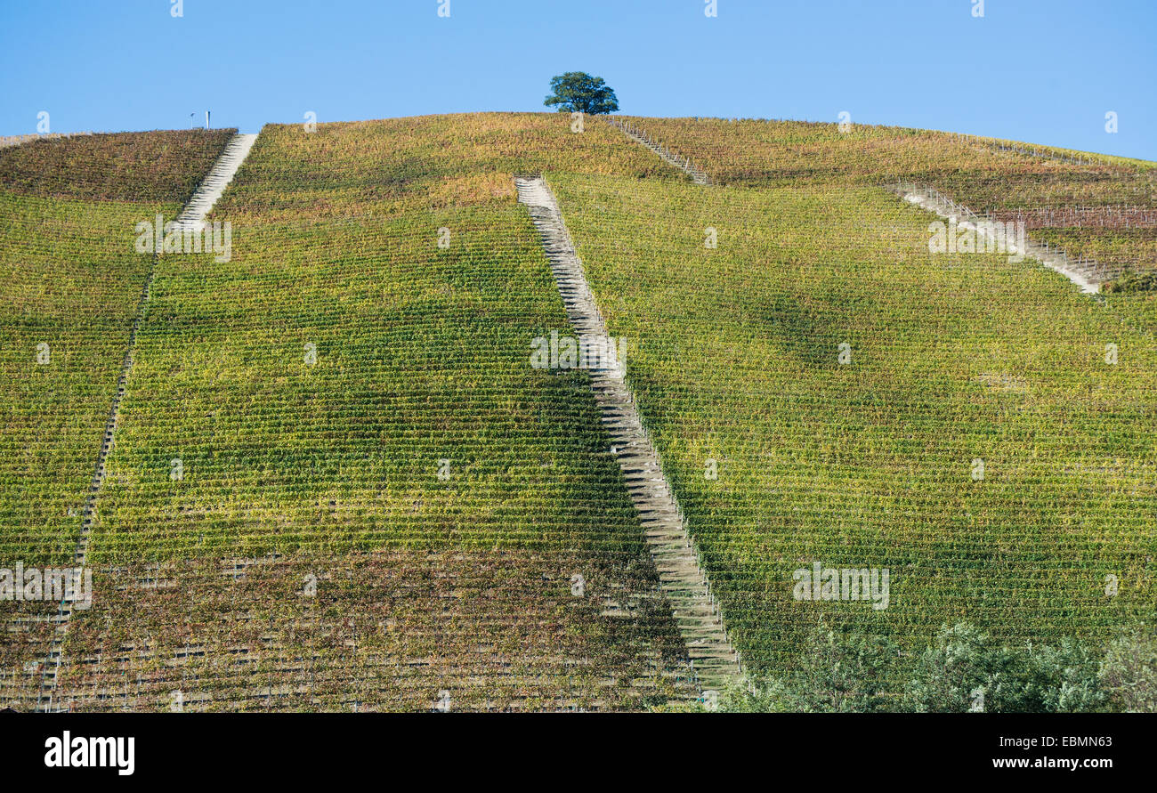 L'Italia,panorama di vigneti del Piemonte: Langhe-Roero e Monferrato nella Lista del Patrimonio Mondiale UNESCO Foto Stock