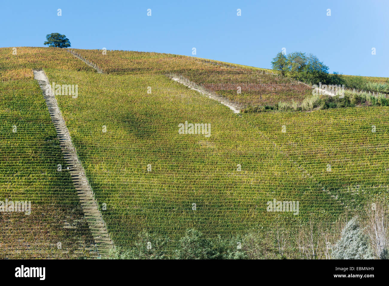 L'Italia,panorama di vigneti del Piemonte: Langhe-Roero e Monferrato nella Lista del Patrimonio Mondiale UNESCO Foto Stock