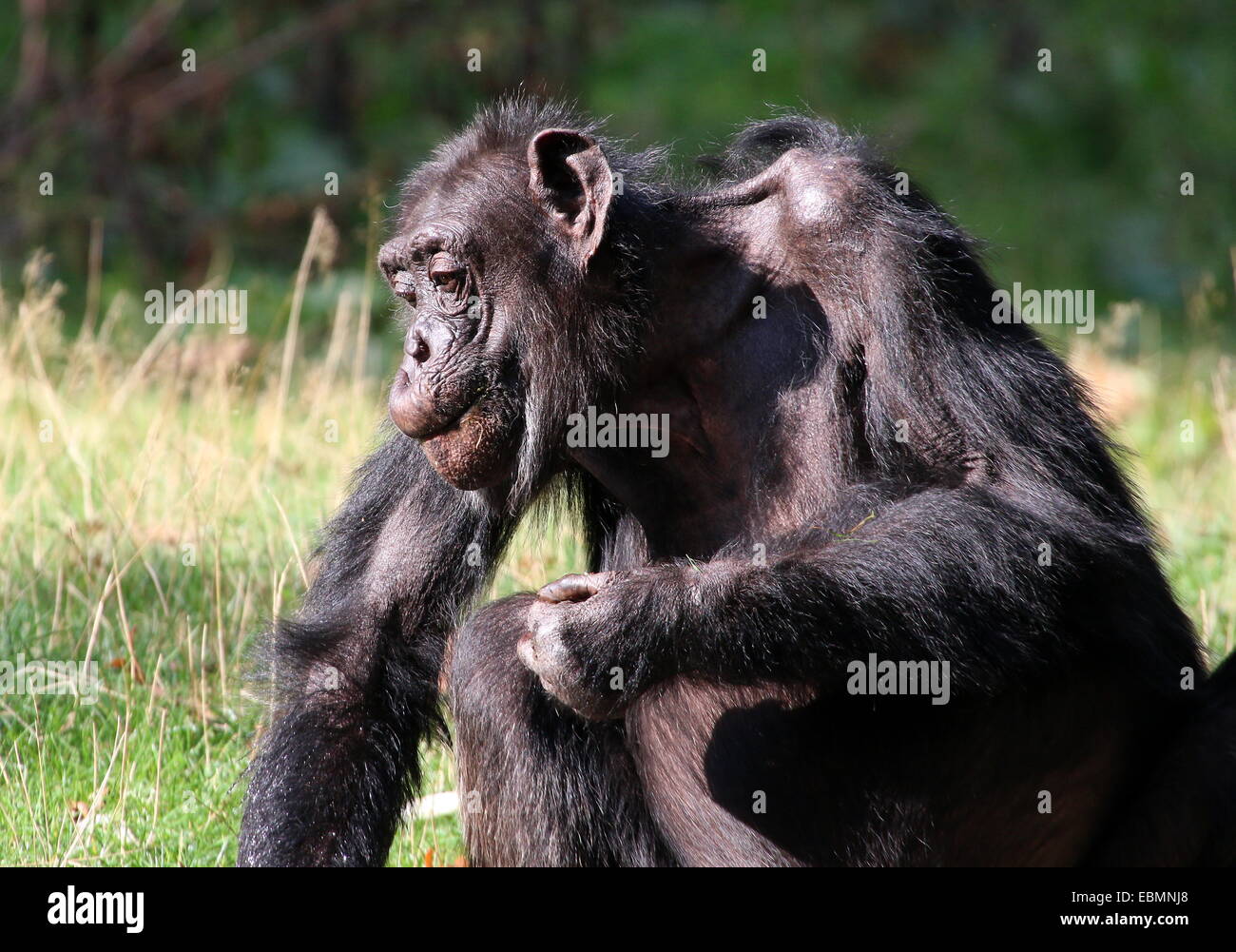 Coppia Scimpanzé comune (Pan troglodytes) mangiare i dadi Foto Stock