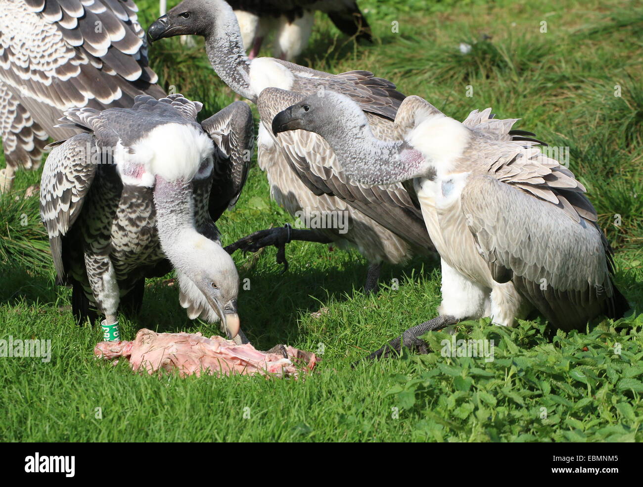 Rüppell il grifone (Gyps rueppellii) alimentazione di carogne con African White-backed vulture (Gyps africanus) - sulla destra Foto Stock