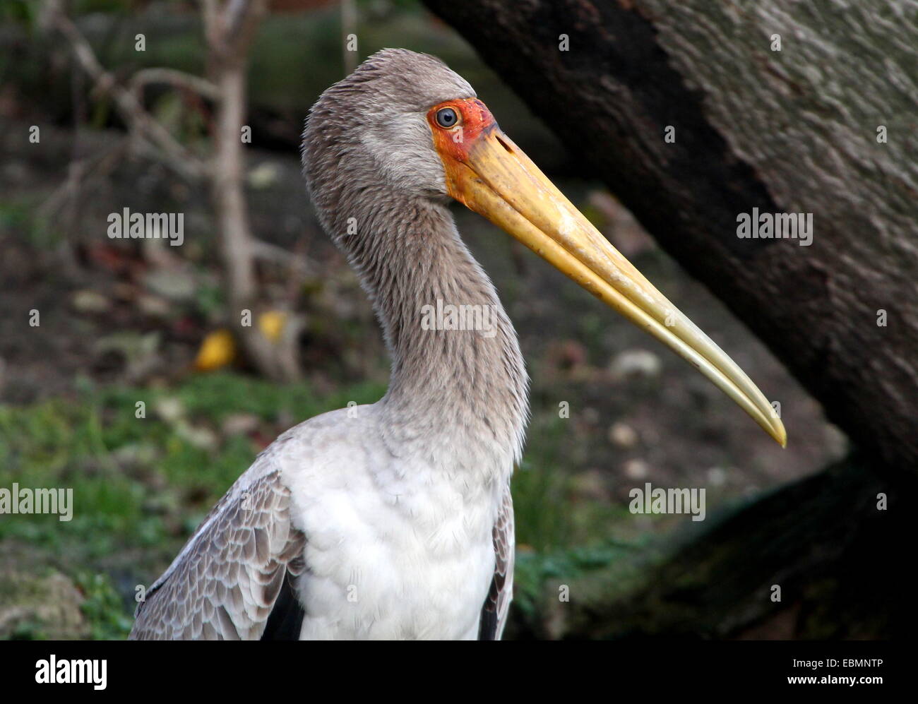 Ritratto di una ancora immatura African giallo-fatturati stork (Mycteria ibis) Foto Stock