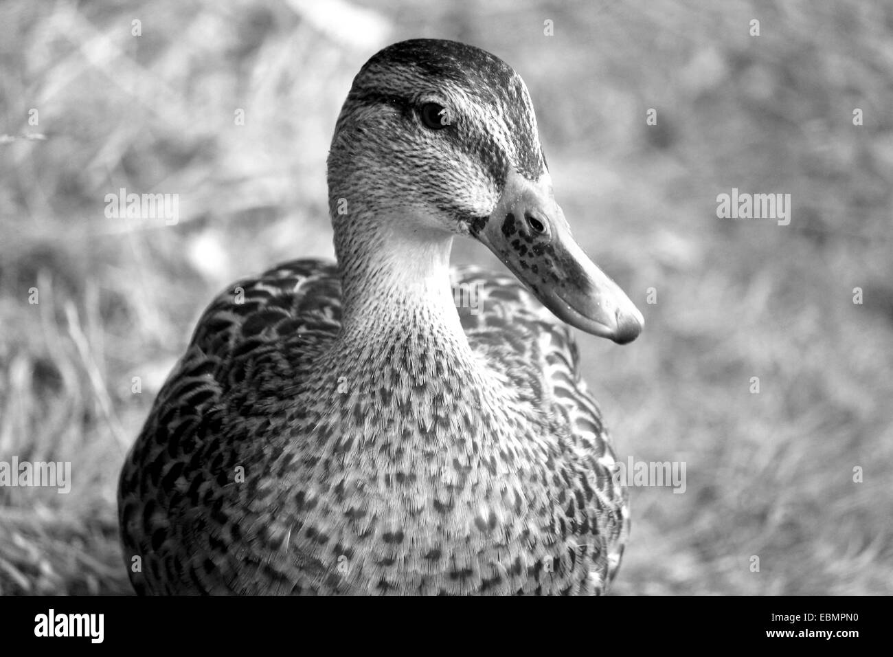 Lonely duck ho pensato uno snap shot Foto Stock
