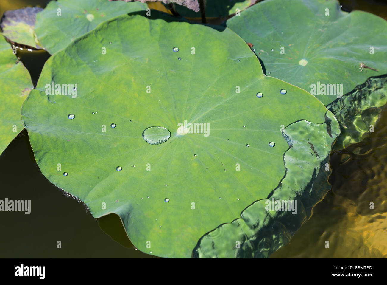 Lotus in acqua con auto-pulizia Foto Stock