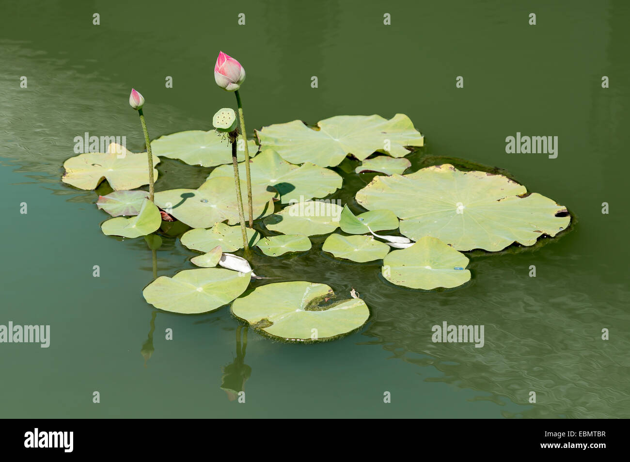 Lotus in acqua con auto-pulizia Foto Stock