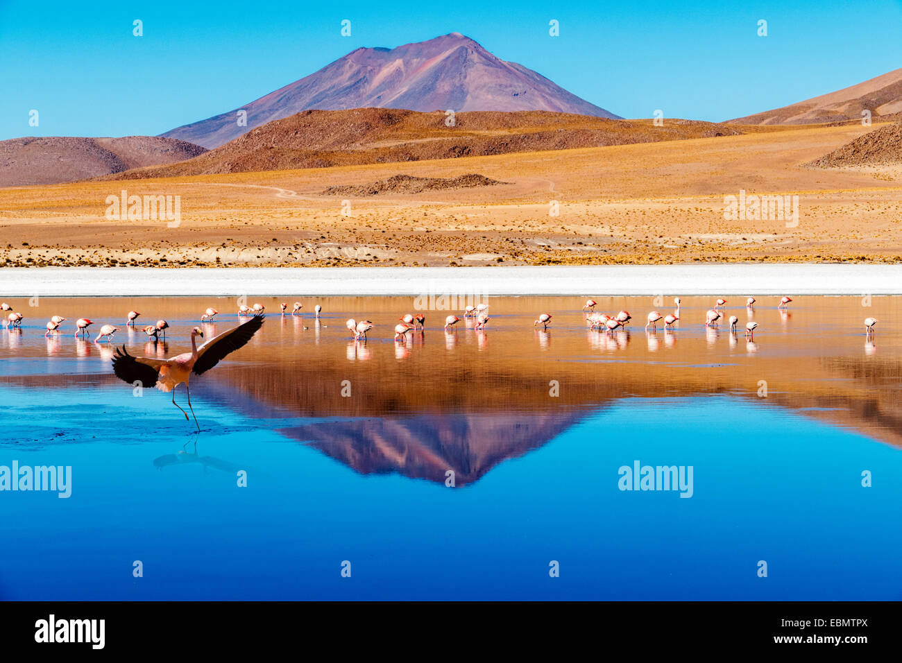 Laguna presso la "Ruta de las Joyas altoandinas' in Bolivia con i fenicotteri rosa pesca nel lago e montagna riflettendo Foto Stock