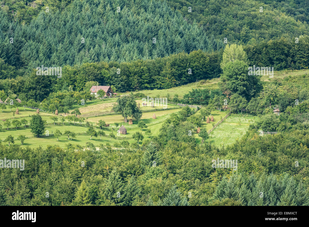 Farm Land View in montagna verde della foresta Foto Stock