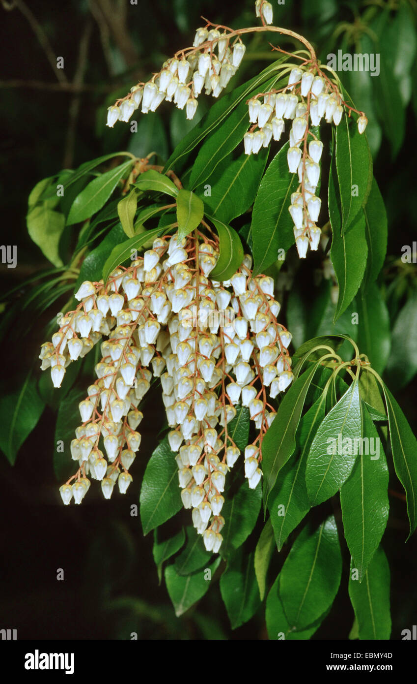 Sarcococca giapponese (Sarcococca japonica), rami fioriti Foto Stock