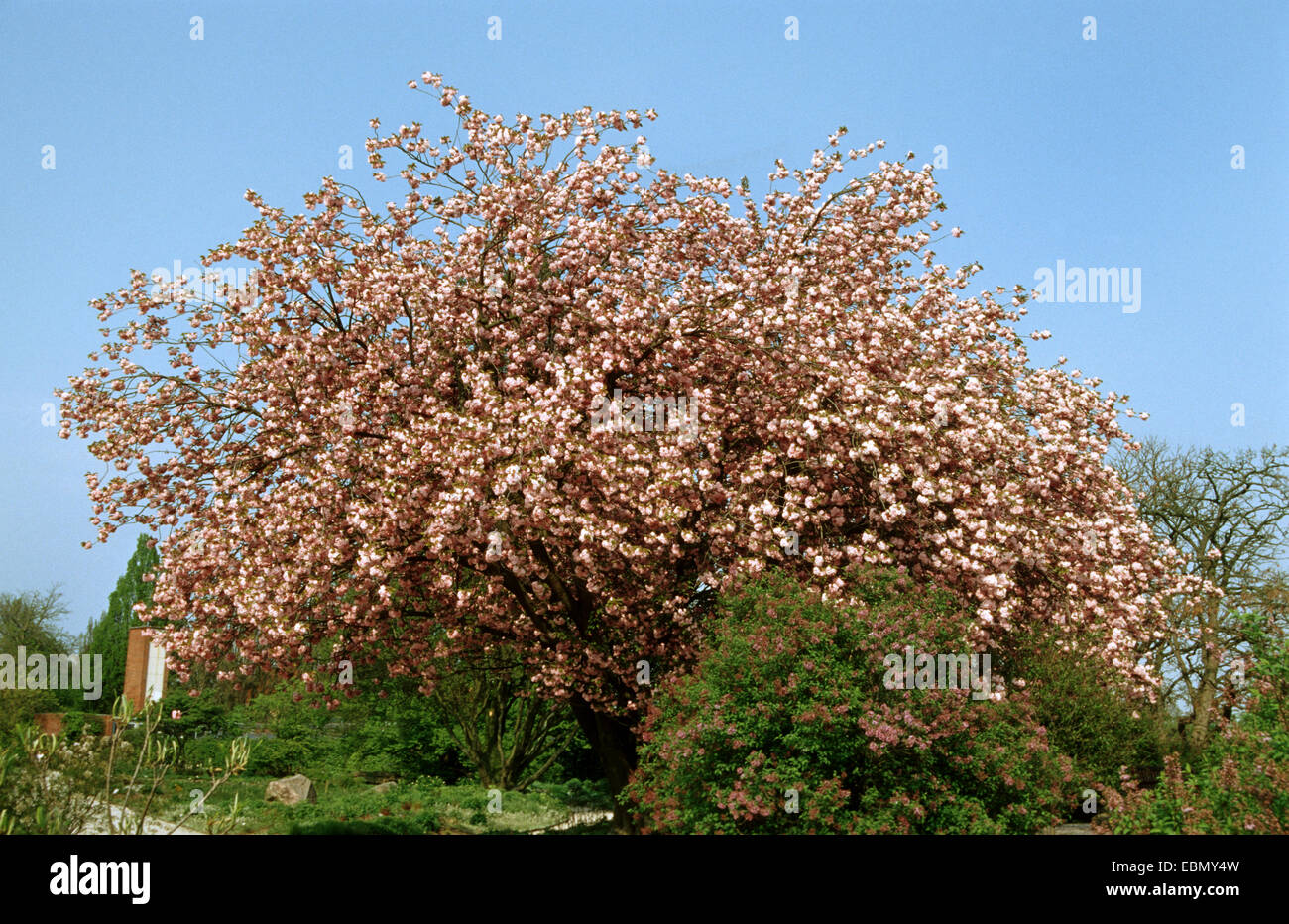 Oriental ciliegio (Prunus 'Shirofugen', Prunus Shirofugen), ornamentali in fiore ciliegio Foto Stock