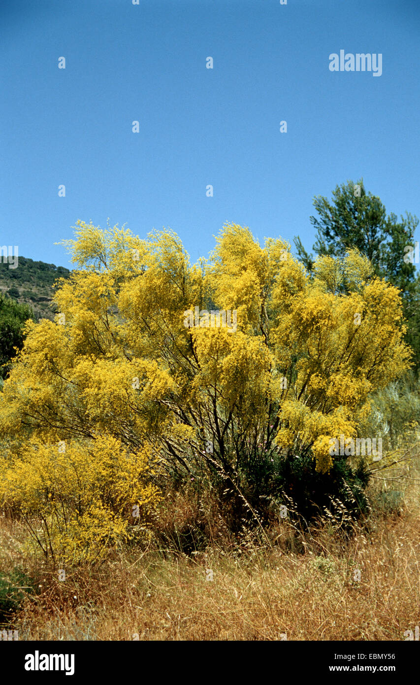 Retama (Retama sphaerocarpa), fioritura, Spagna Foto Stock