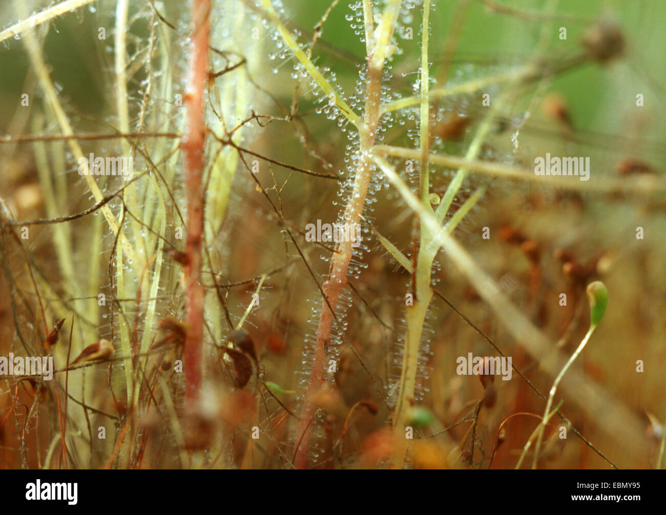 Rainbow impianto (Byblis liniflora), foglie con pressacavi Foto Stock