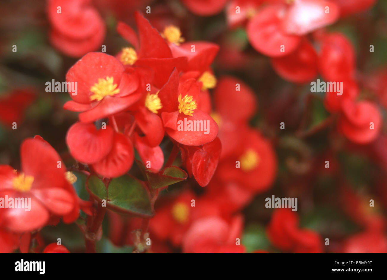 Biancheria da letto Begonia, fibroso radicata Begonia (Begonia semperflorens, Begonia cucullata var. hookeri), fioritura Foto Stock
