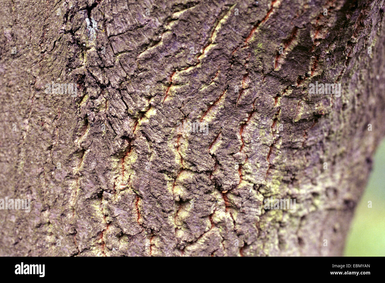 Il Libano quercia (Quercus libani), corteccia Foto Stock