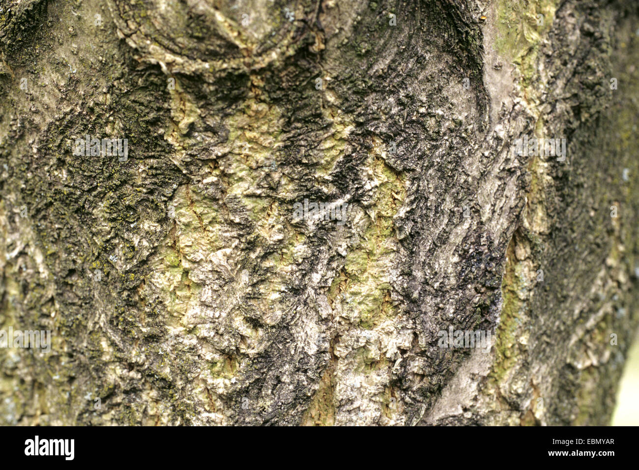 Sughero giapponese tree (Phellodendron japonicum), corteccia Foto Stock