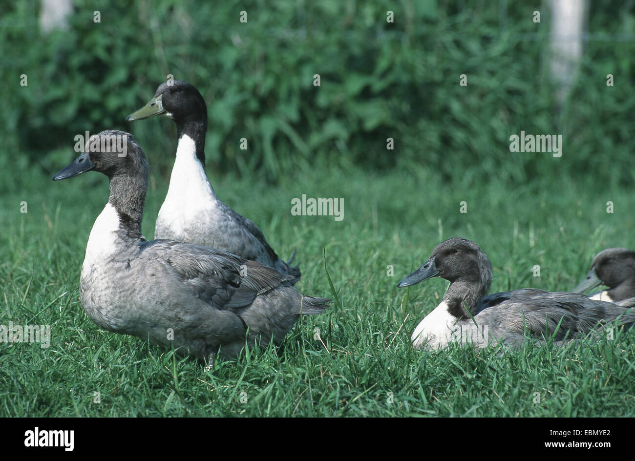 Pommernente, Pommern (d'anatra Anas platyrhynchos f. domestica), in un prato, Germania Foto Stock