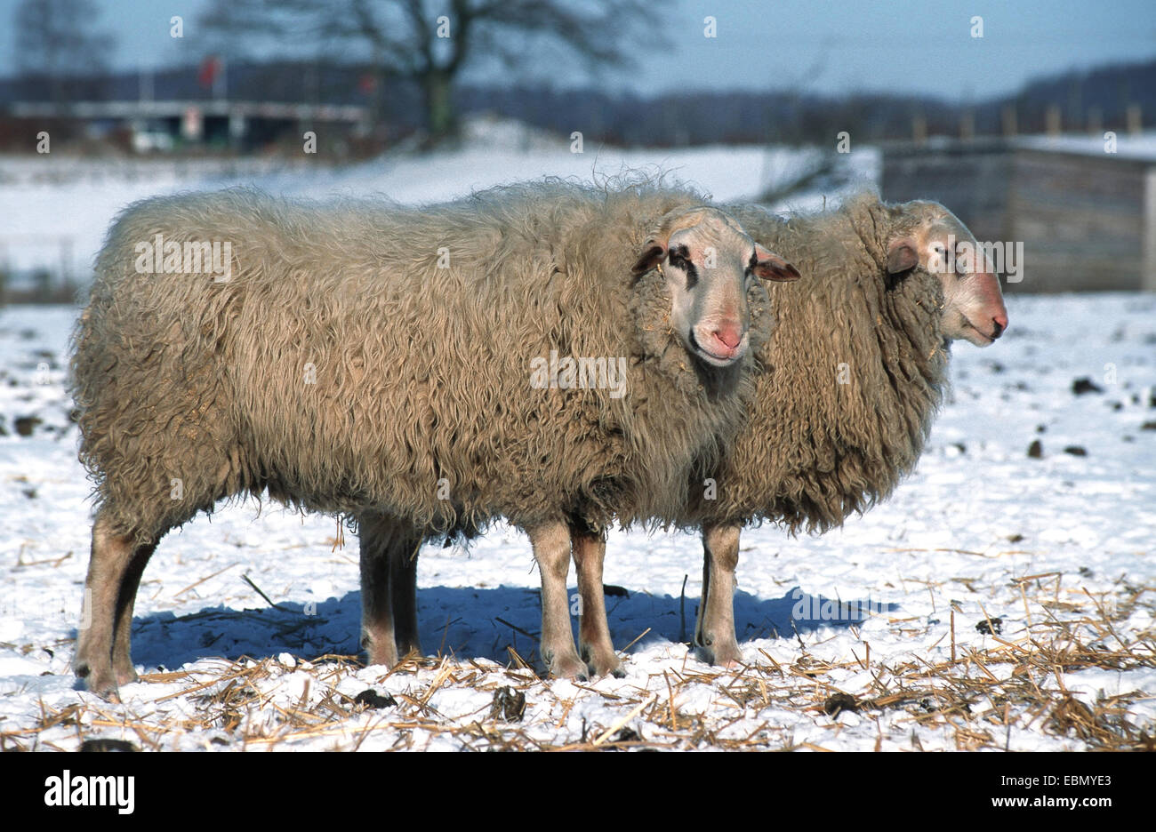 Specie di Bentheim (Ovis ammon f. aries), razza autoctona (home: Bentheim, Bassa Sassonia) Foto Stock