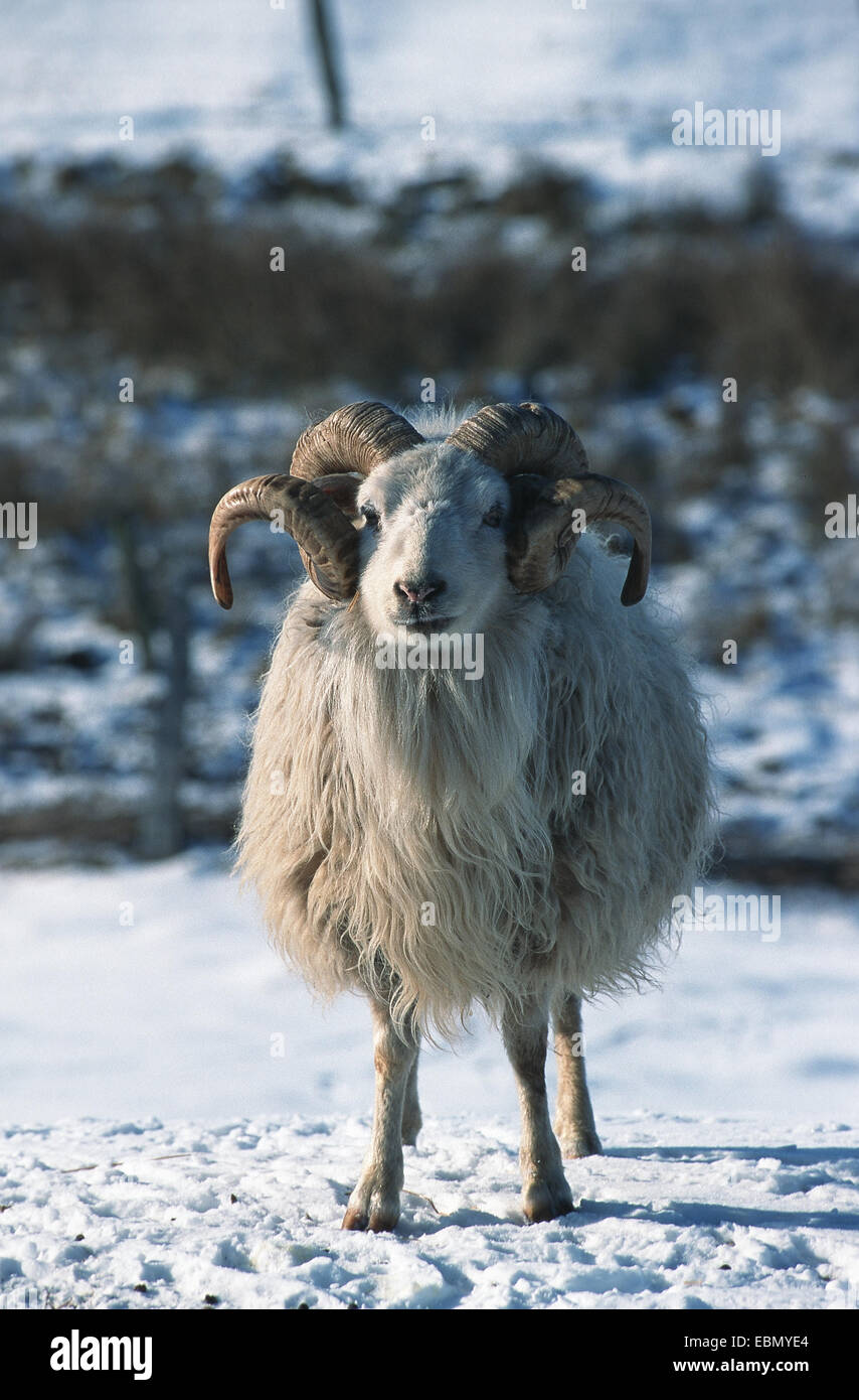 Skudde, pecore Skudde (Ovis ammon f. aries), antica razza Foto Stock