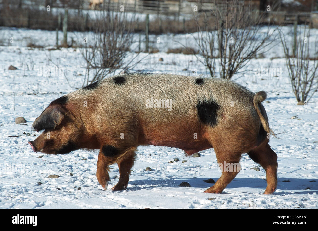 Bentheim Black Pied (Sus scrofa f. domestica), razza autoctona (home: Bentheim, Bassa Sassonia) Foto Stock