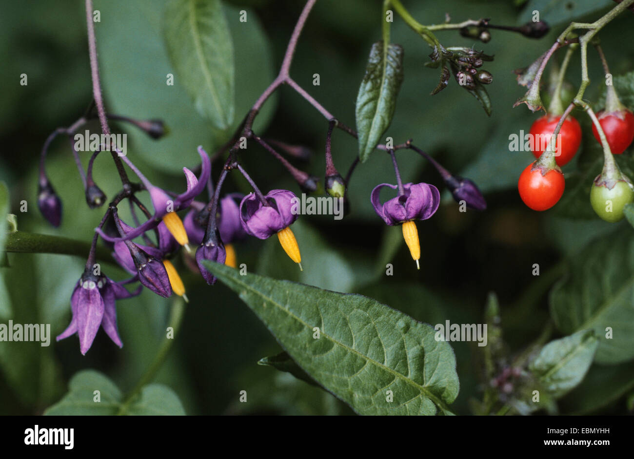 Bitter nightshade, amaro nightshade, woody nightshade, arrampicata nightshade (Solanum dulcamara), piante con fiore e i frutti Foto Stock