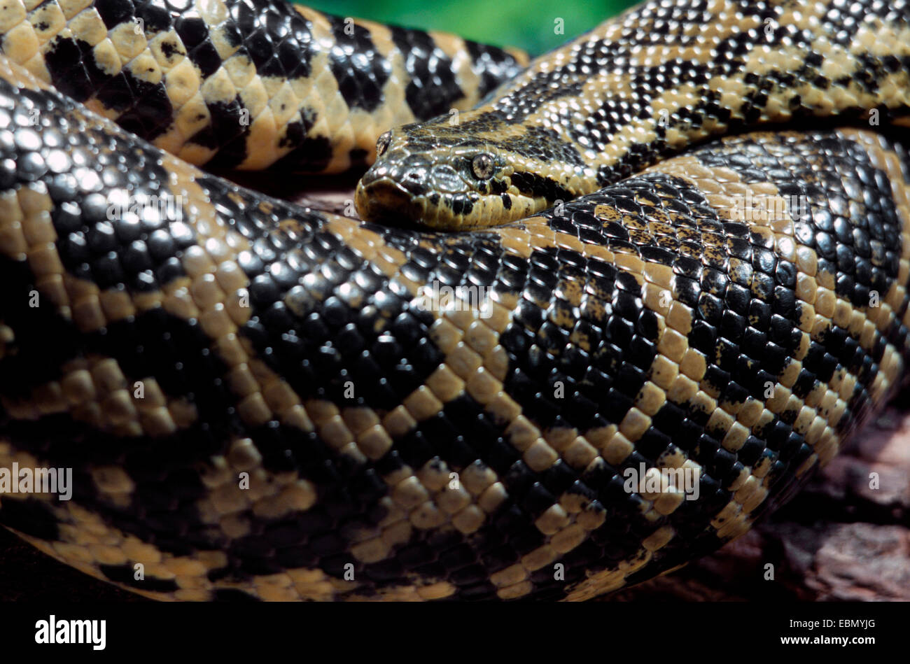 Anaconda giallo (Eunectes notaeus), ritratto Foto Stock