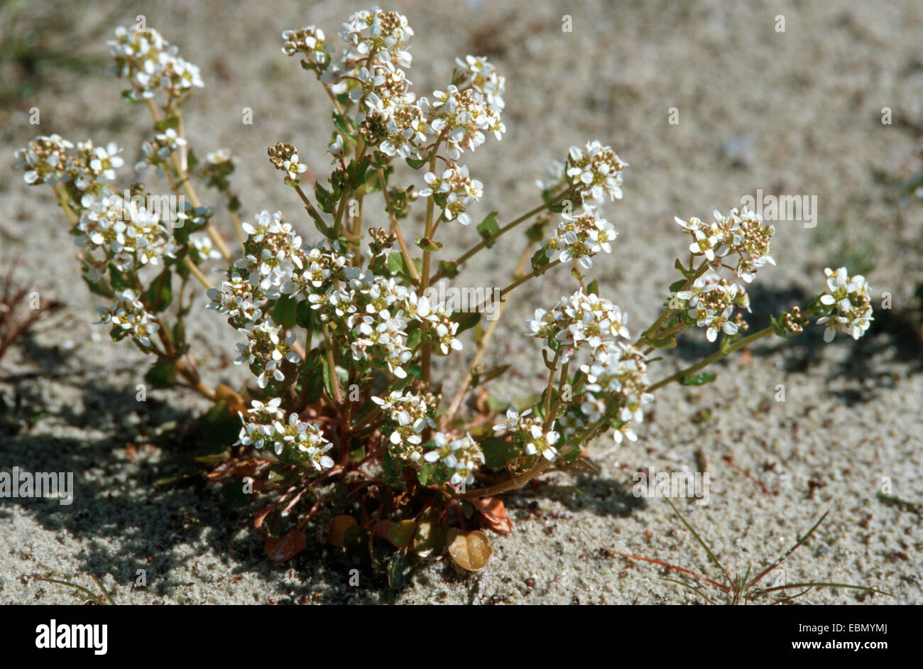 Lo scorbuto danese-erba (Cochlearia danica), rigogliosa pianta Foto Stock