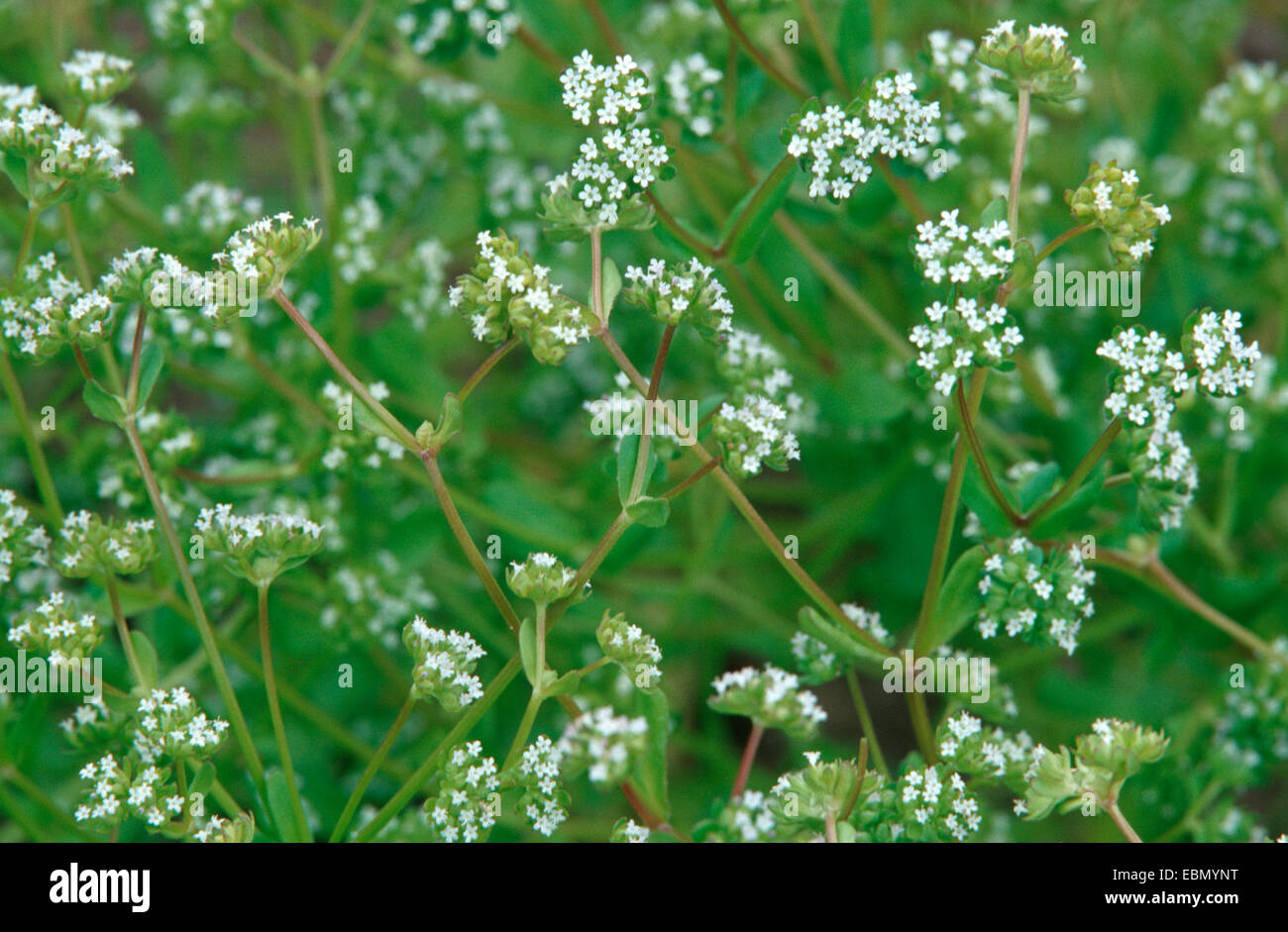 Cornsalad comune, la valeriana, europeo (cornsalad Valerianella locusta), fioritura Foto Stock