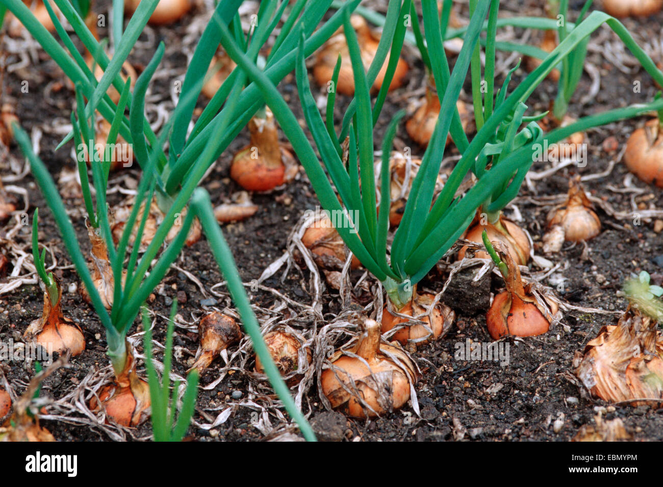 Giardino la cipolla, il bulbo di cipolla, cipolla comune (Allium cepa), patch vegetale Foto Stock