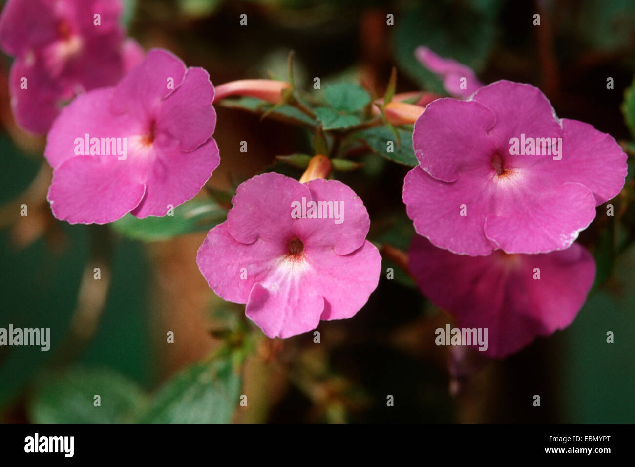 Orchid pansy, Cupido la prua, acqua calda, impianto Monkey-Faced Pansy, FIORE MAGICO (Achimenes longiflora), fiori Foto Stock