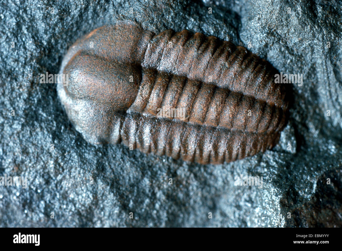 (Trilobiti Trilobita, Asaphus cornigerus), da Ordovician Foto Stock
