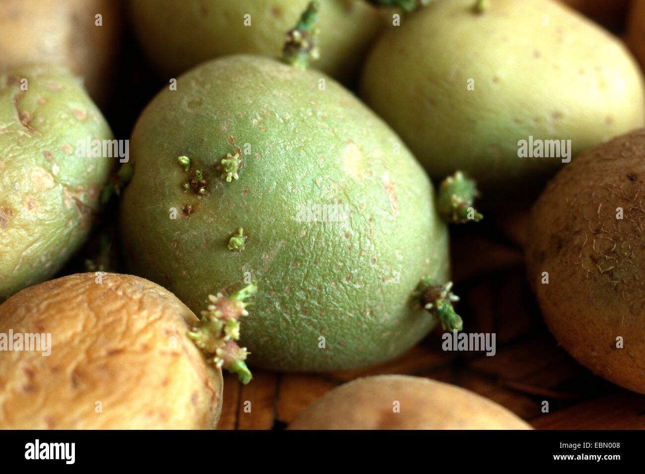 Patata (solanum tuberosum), verde di germinazione di patate Foto Stock