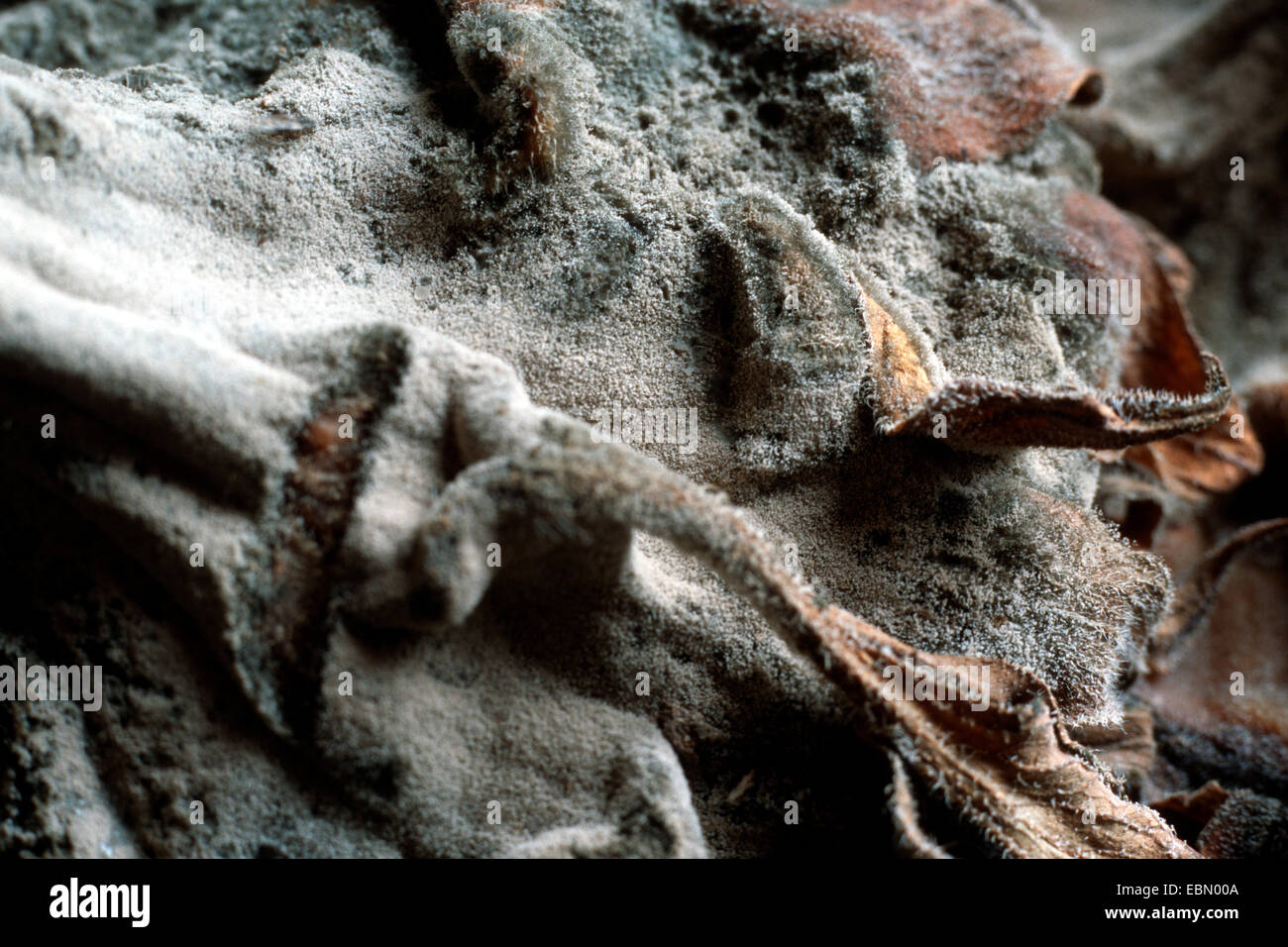 Botrytis cinerea (Botrytis cinerea, Botryotinia fuckeliana), vecchio stadio a girasole, Helianthus annuus Foto Stock
