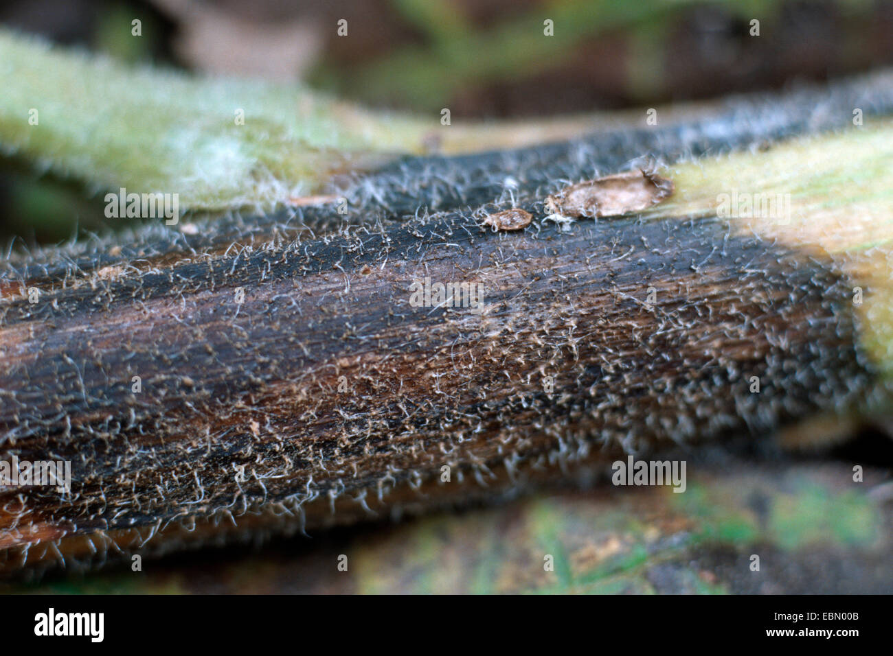 Diaporthe helianthi (Phomopsis helianthi, Diaporthe helianthi), sullo stelo dei semi di girasole Foto Stock