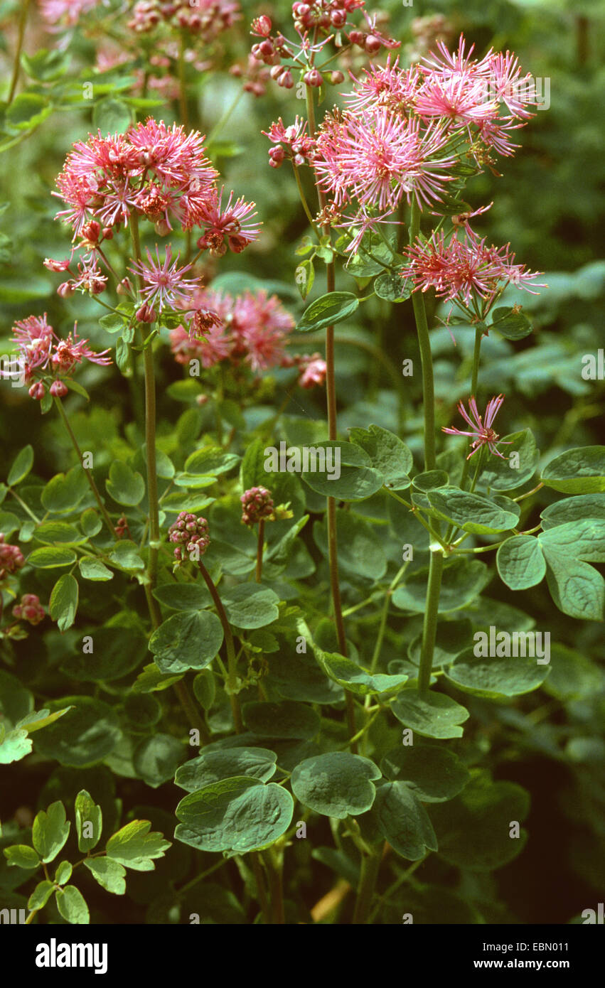 Maggiore prato-rue (Thalictrum aquilegiifolium), fioritura Foto Stock