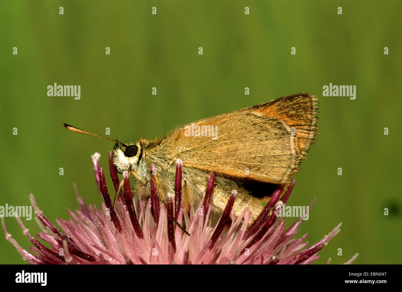 Piccola skipper (Thymelicus sylvestris, Thymelicus flavus), seduto su un composito, Germania Foto Stock