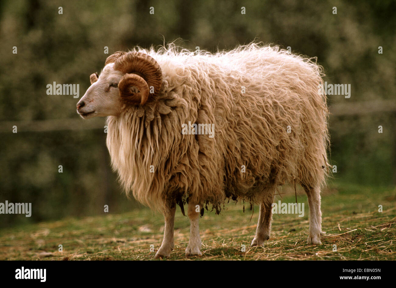 Skudde, pecore Skudde (Ovis ammon f. aries), RAM Foto Stock