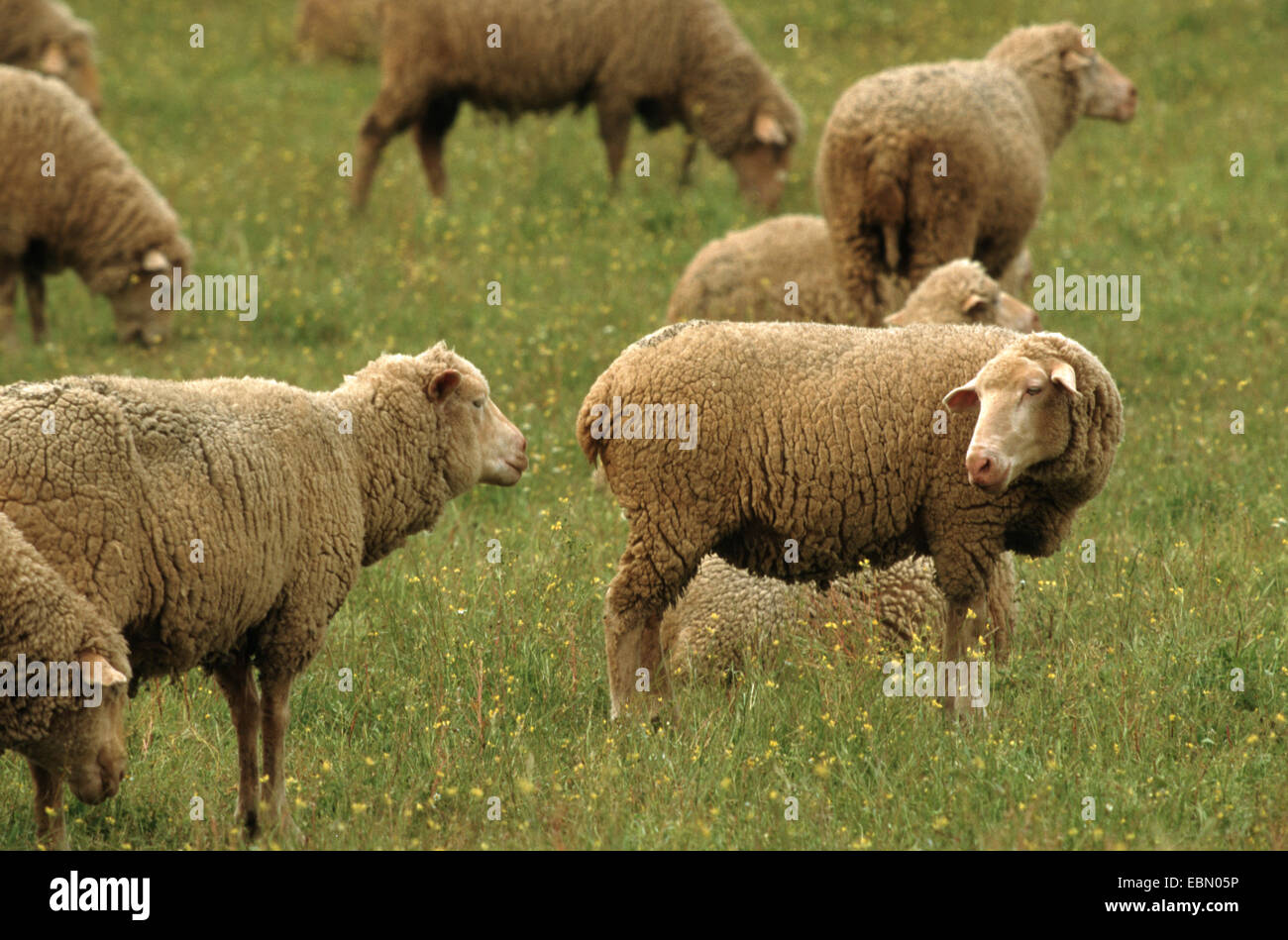 Gli animali domestici delle specie ovina (Ovis ammon f. aries), gregge di pecore su un prato Foto Stock