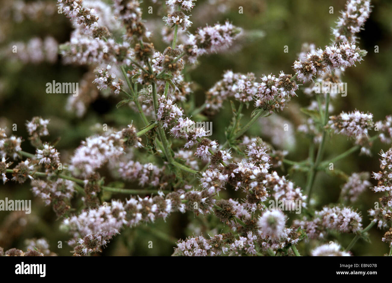 Sgombro-menta, menta verde, menta verde (Mentha spicata), fioritura Foto Stock