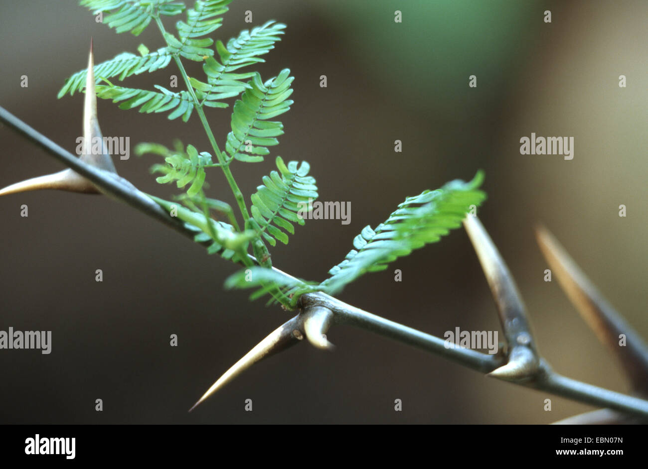 Bullhorn acacia (acacia cornigera), ramoscelli con spin Foto Stock