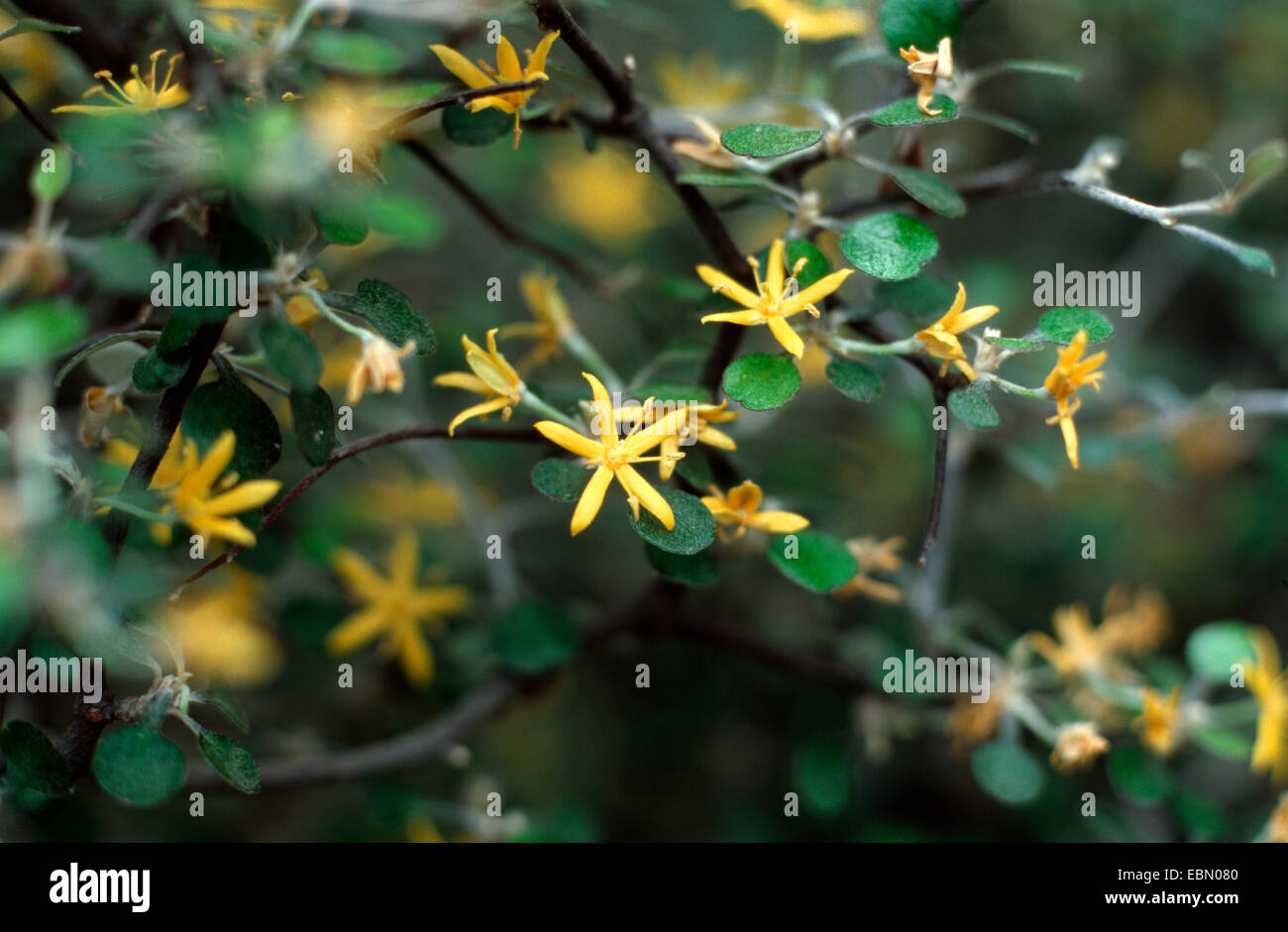 Filo Netting Bush (Corokia cotoneaster), fioritura Foto Stock