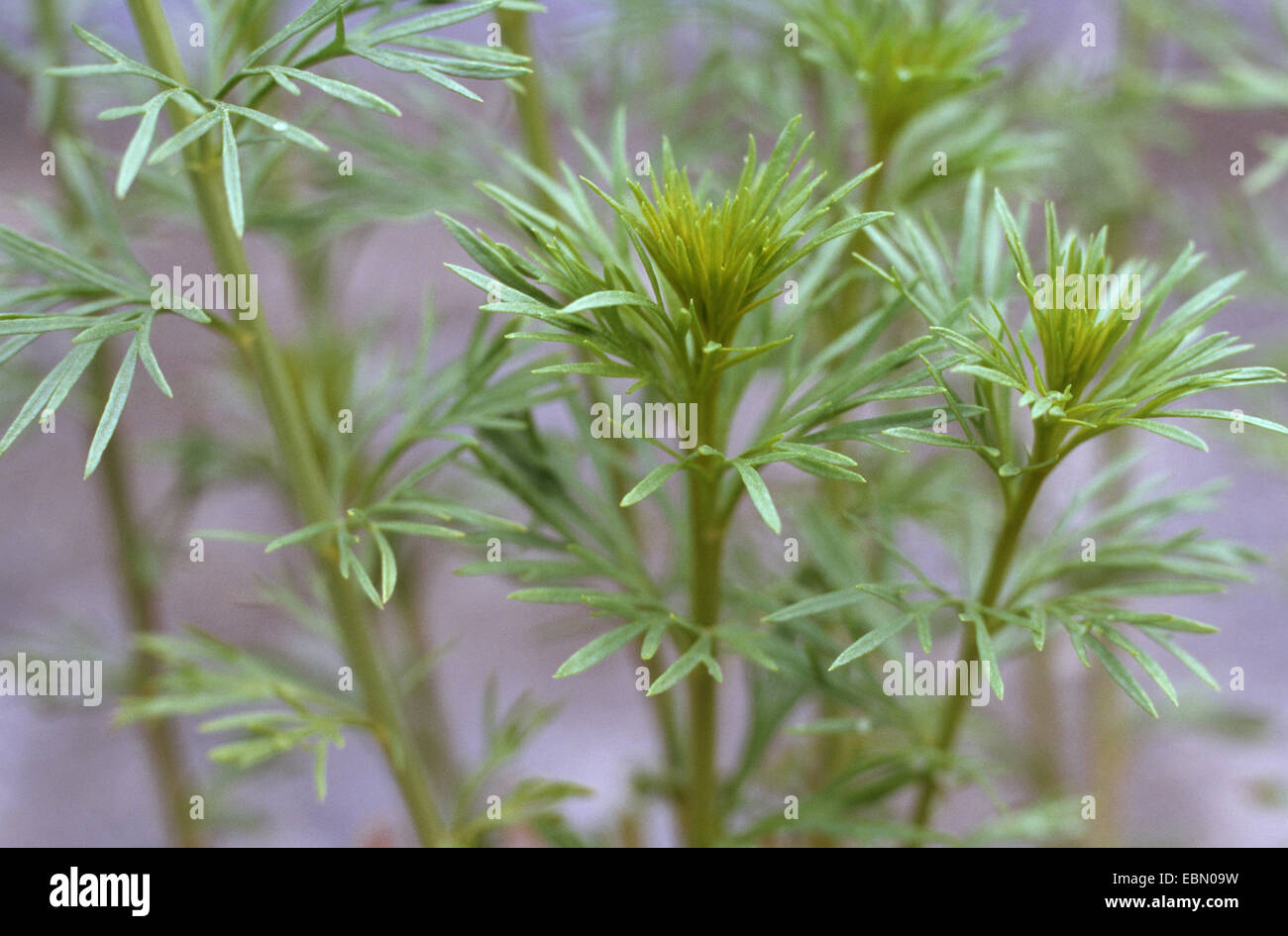 Zygophyllaceae Immagini e Fotos Stock - Alamy